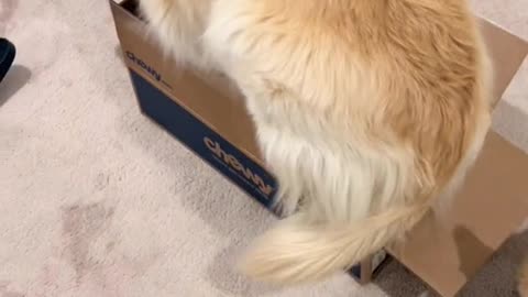 Maui is a 85lbs cat