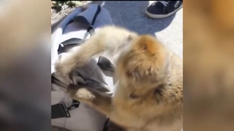 funny animals try not to laugh