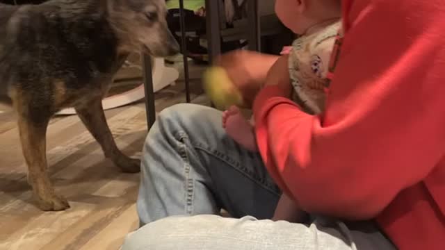 Baby Laughing Hard at Dog Playing Fetch