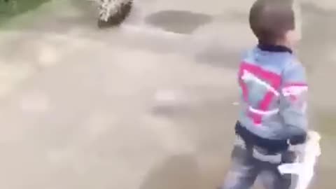 Best Funny Animal Videos 2023