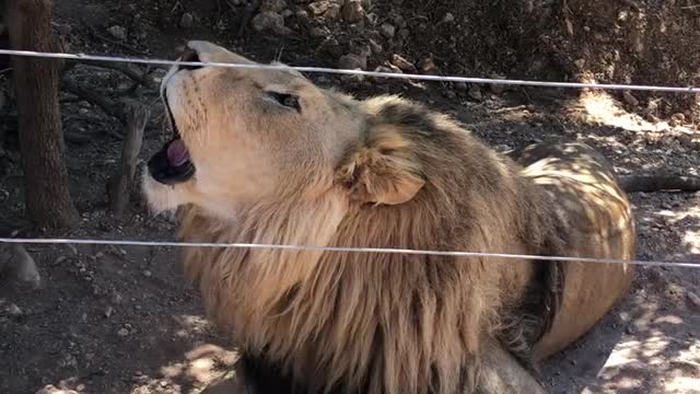The voice of the lion, the king of the jungle, listen to his roar