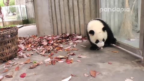 Panda cub