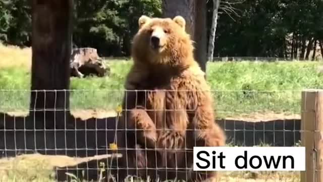 A brown bear with all its chances 🥰