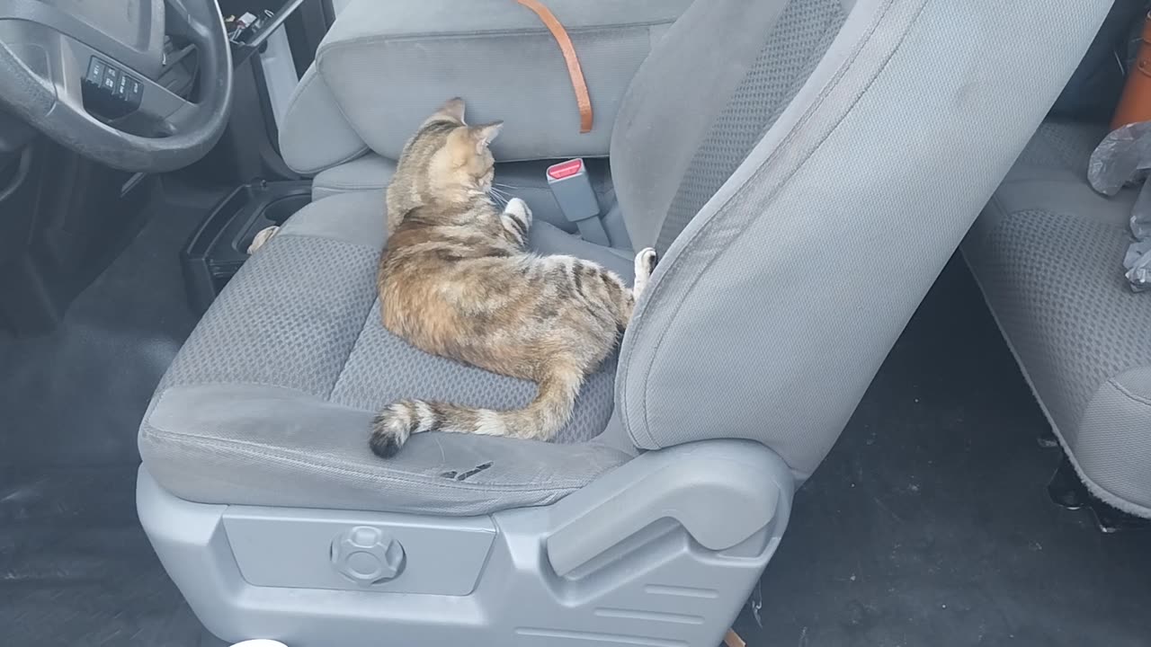 Precious Pussycat Show strap play.