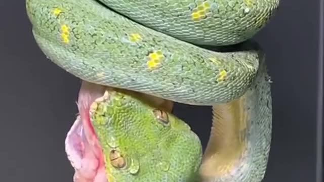 Green Tree Python having a meal.