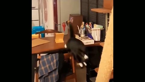 funny animal vidio 2