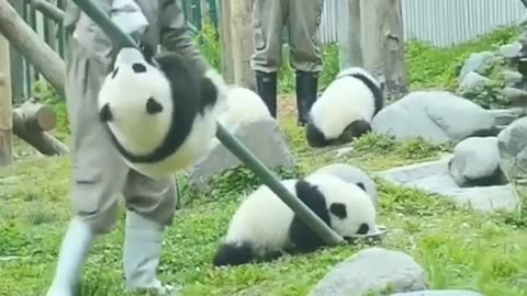 Panda Showing His Talent