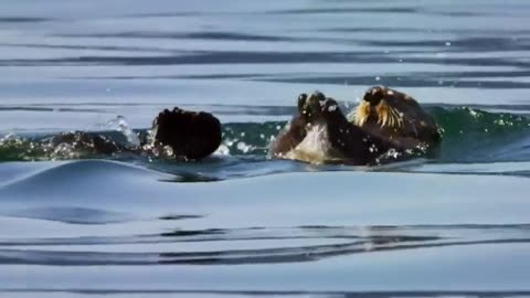 Sea otters study spy robot 🧐