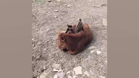 Laugh Till You Cry With These Funny Animal Videos! 🤣