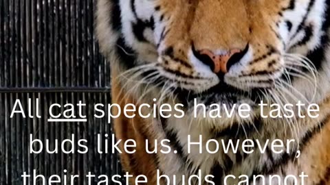 facts about tigers....39/50