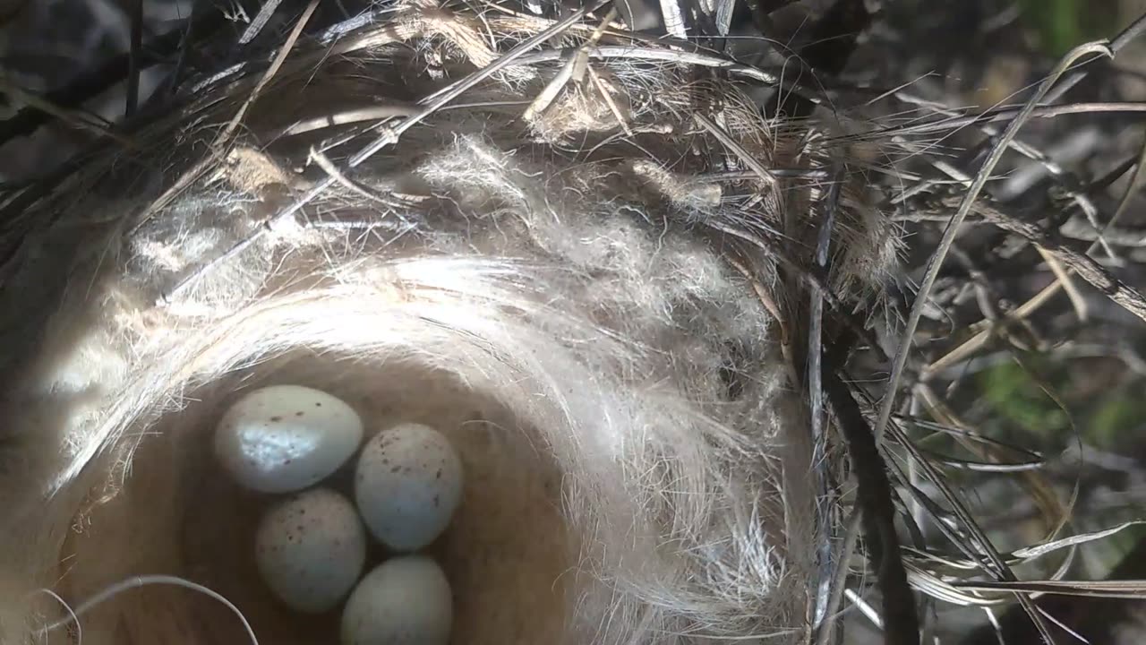 Birds nest