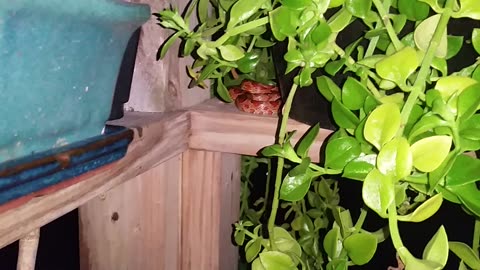 Snake