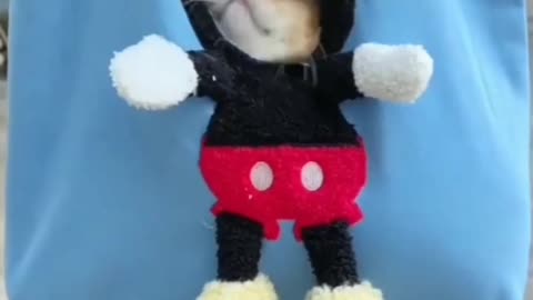 Funny cute cat video
