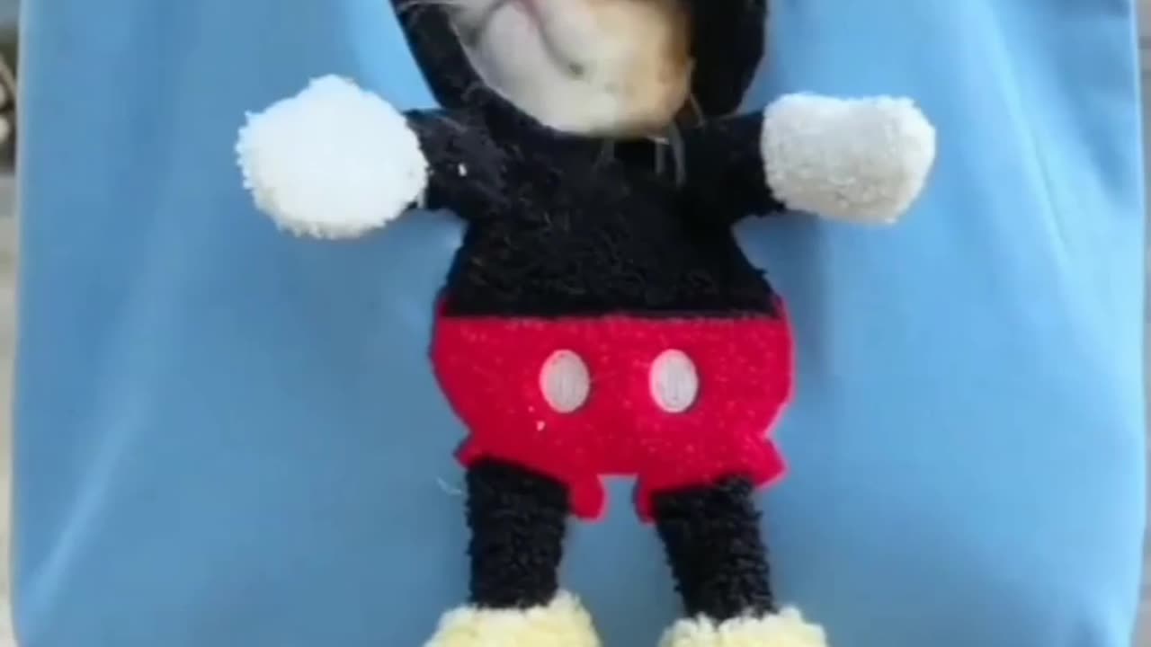 Funny cute cat video