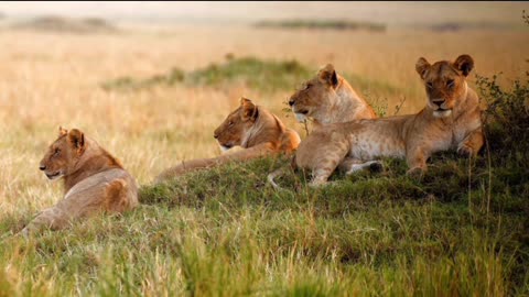safari life