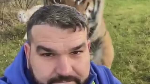 Ready to be pounced on by tigers and their owners