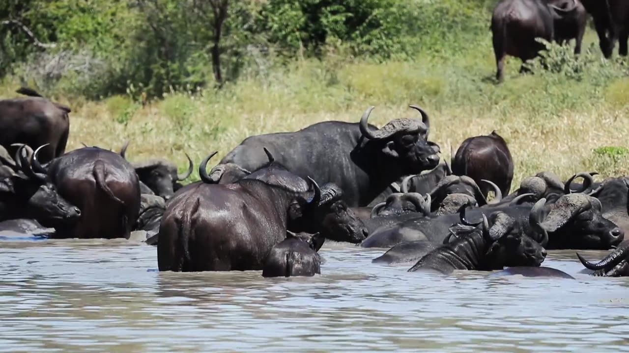 Buffalo