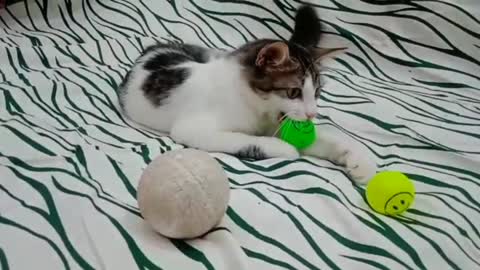Kitten enjoy😊 playing😊