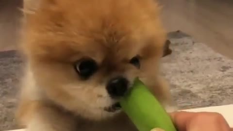 A dog that likes to eat food.
