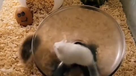 FUNNY ANIMALS