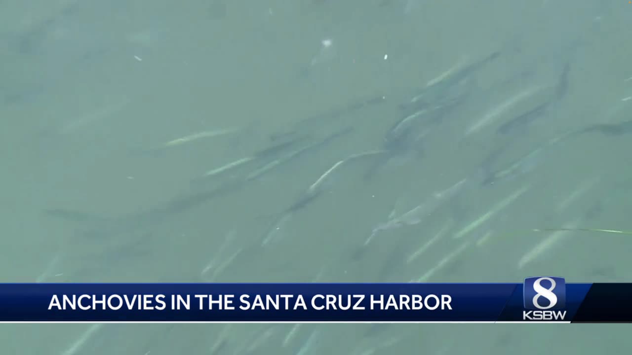 The importance of anchovies in Santa Cruz harbor (8/30/23)