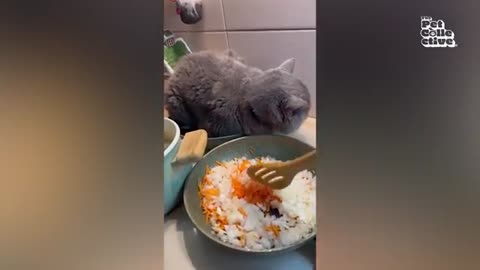 Funny Dogs, Cats and Animals Videos TRY Not to Laugh! # 107!