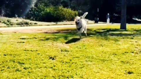Funny Dog Dog Dance