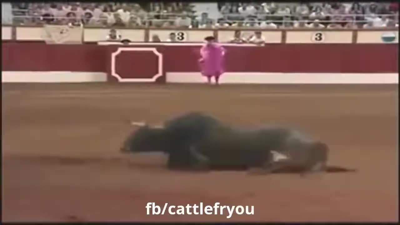 Funny animal attack on people