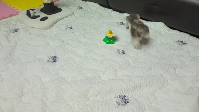This Kitten Attacks very Quickly, Even though her Legs are Short