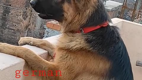 dog sound dog barking loud_shorts _viralshorts