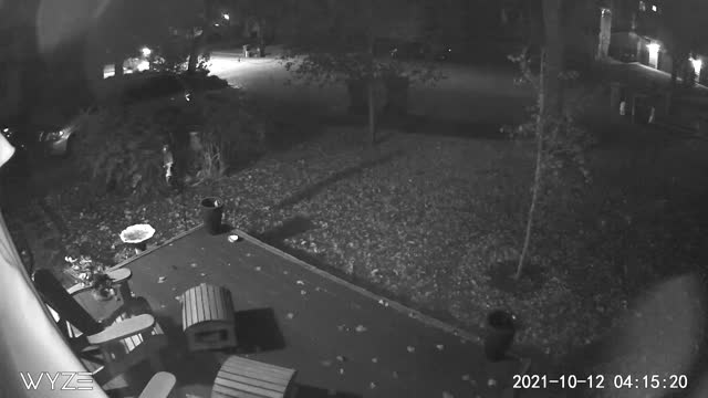 Mama Bear Escapes Pursuing Police With Her Cub
