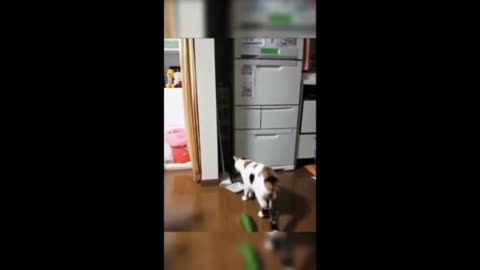 Hilarious Animal Antics: Laugh Out Loud with These Funny Pets!