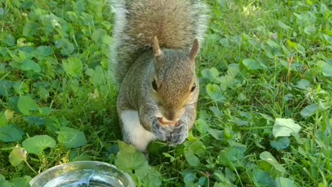 Mika The Squirrel enjoying her food 🐿️🐾💖//Part 1