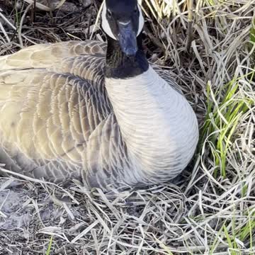 And it incubates its eggs and its male guards it