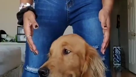 Excuse me hooman (