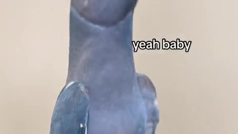 Rios new favorite song #cute #parrot #bird #indianringneckparrot #foryou #foryoupage #fyp Rio