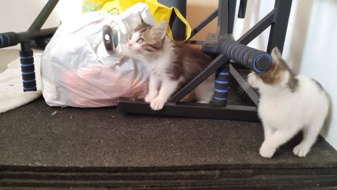Kitten Gymnastics