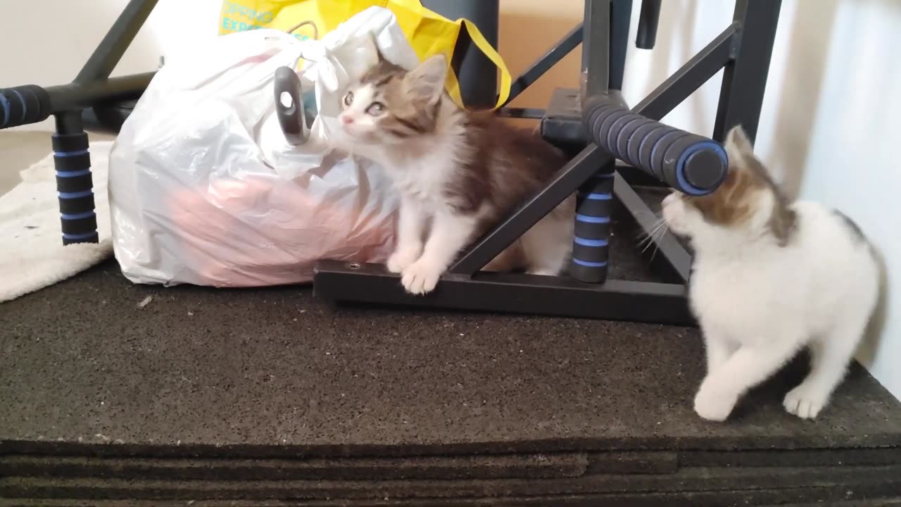 Kitten Gymnastics