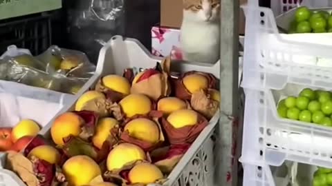 Fruit shop owner 🐱