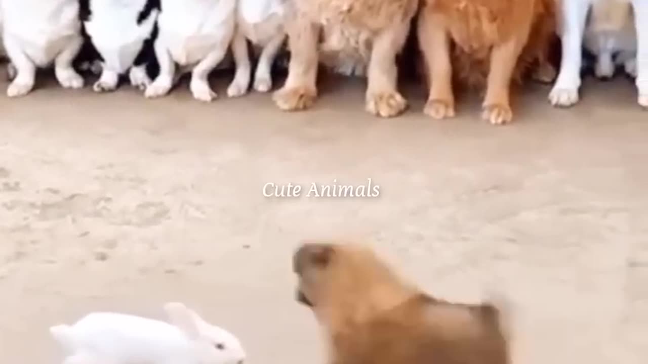 Funny animals videoππππ