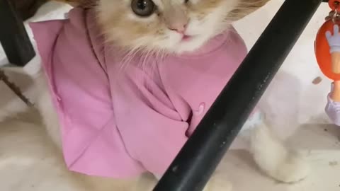 My kitten Simpa funny time