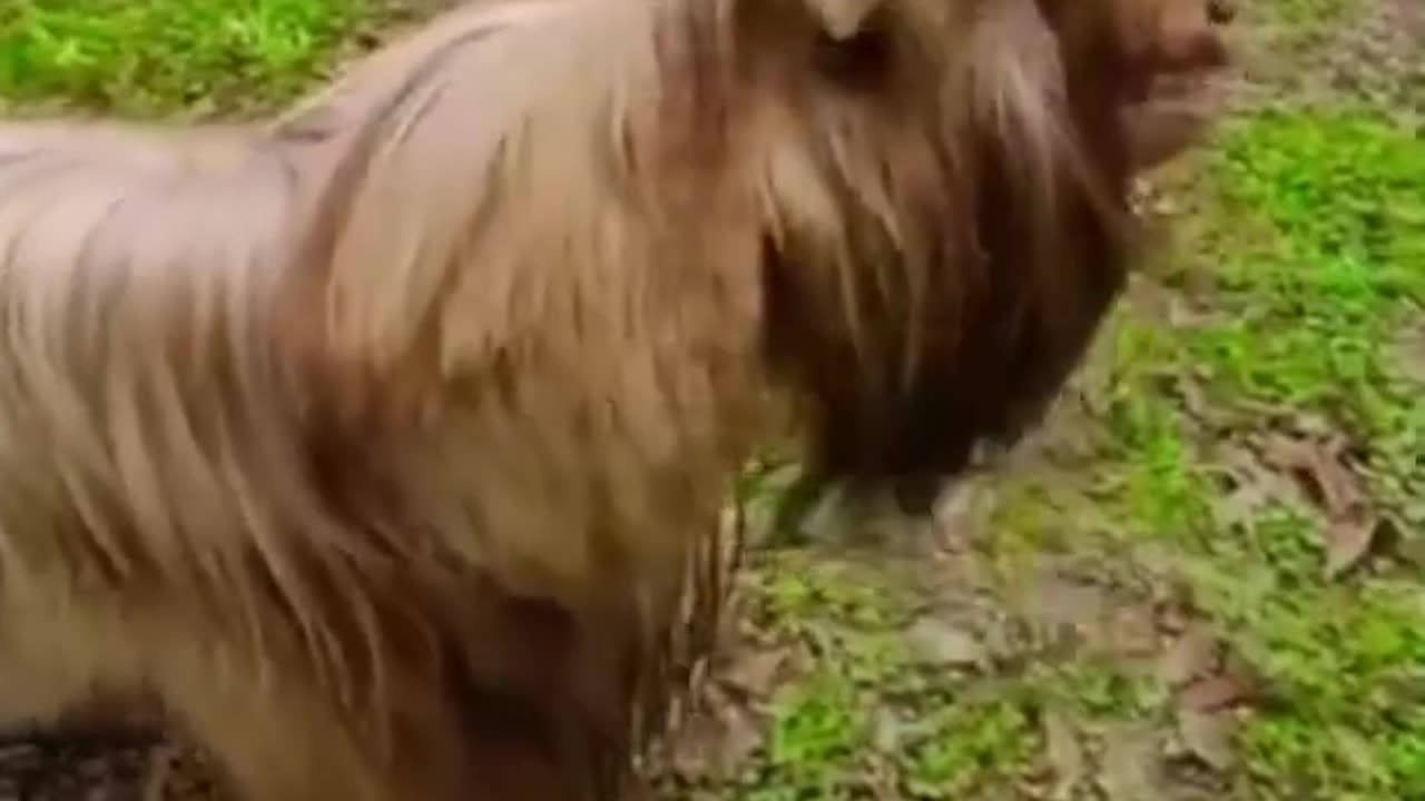 Tiere zum totlachen. Shorts, Animals