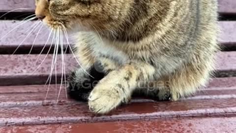 Cute Cat Video