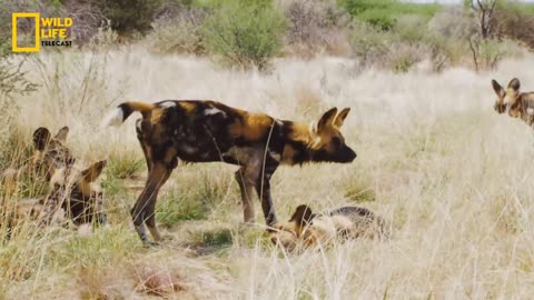 Predators Attack - हिन्दी डॉक्यूमेंट्री _ Wildlife documentary in Hindi