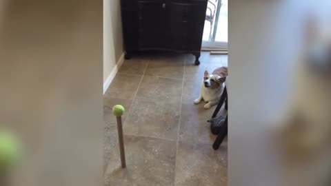 Funny corgi