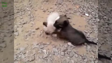 Puppies and Kittens Best Friends Compilation
