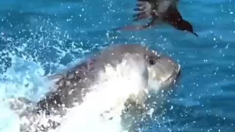 Sea Monster try to catch sky dodger