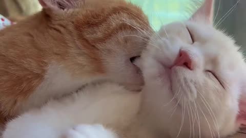 cat love emotional scene