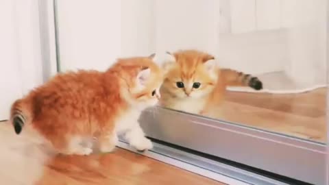 Mom Cat playing and talking to her Cute Meowing baby Kittens