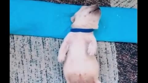 Cute baby animals Videos Compilation cute moment of the animals - Cutest Animals #18